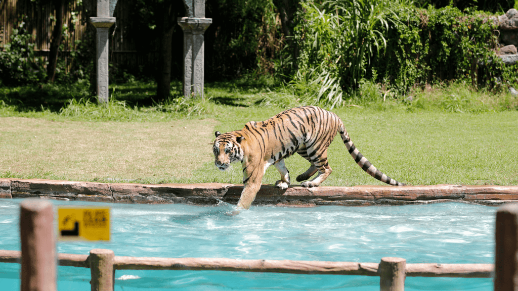 Keliling Dunia Satwa bersama Taman Safari Bali 